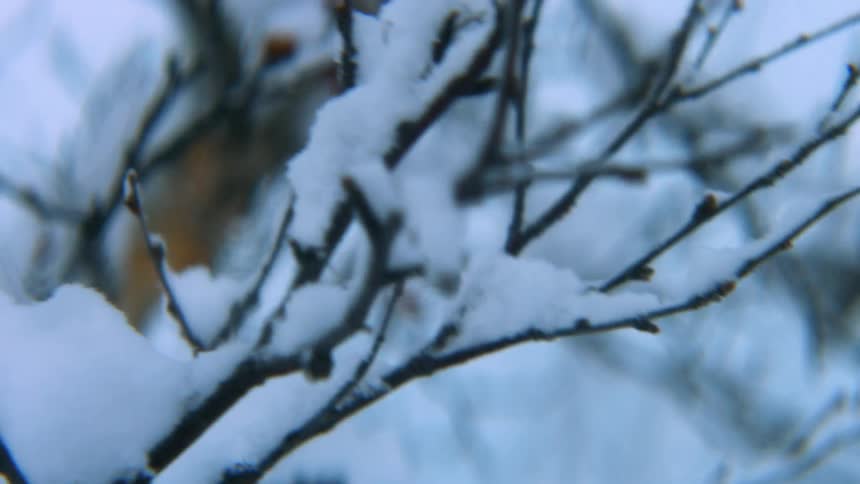 A tree with branches covered in snow which frees the sky and clouds in the background