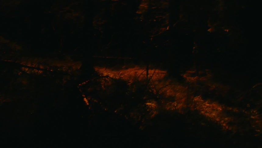 A view of light washing through a forest at night