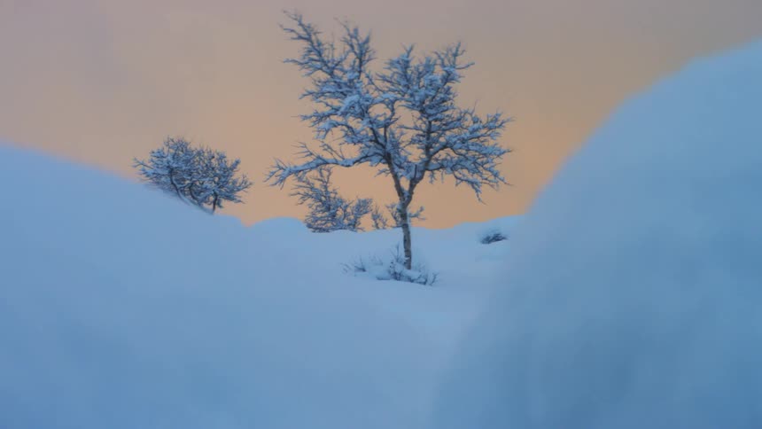 Snow covers the trees and the land in the field