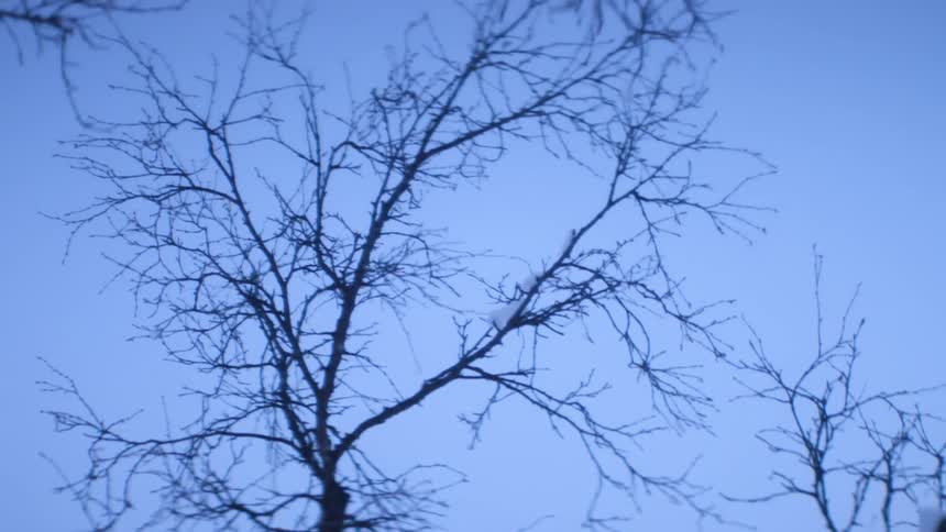 Bare trees sway in the strong wind under a clear blue sky