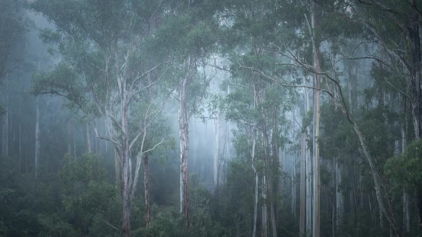 Mist blowing through tall forest trees during a storm
