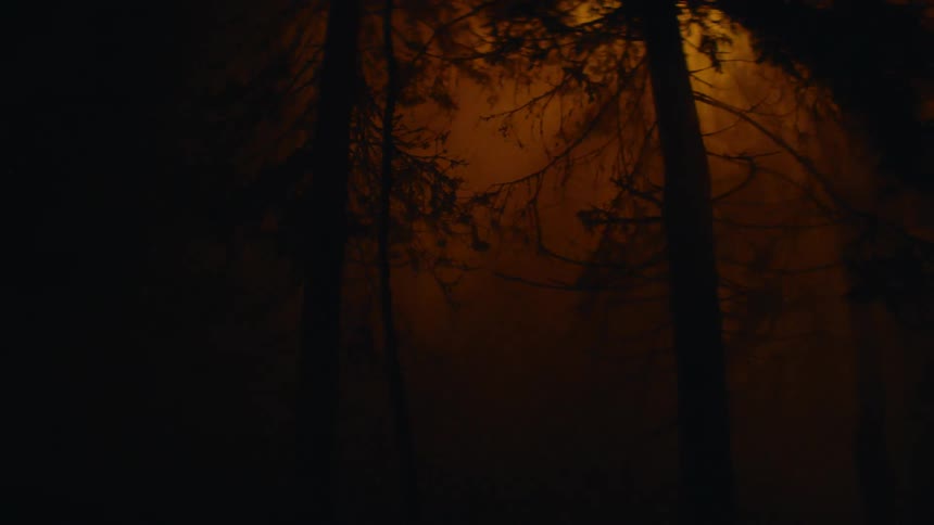 Orange light glowing behind silhouetted forest trees at night