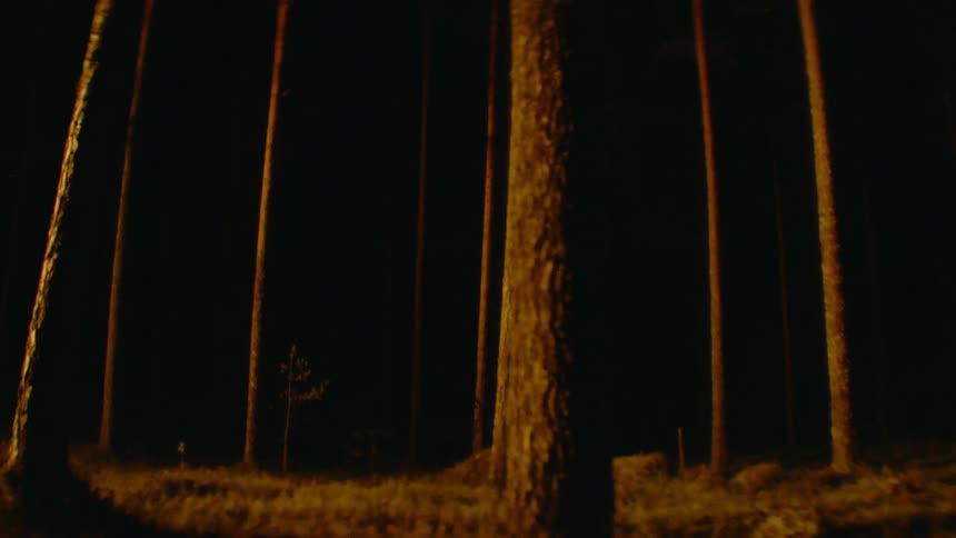 Forest full of trees