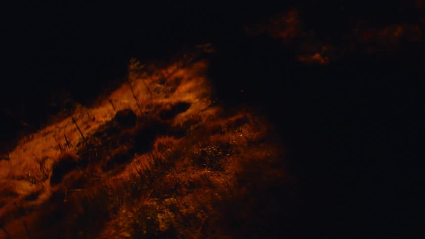 A forest floor with grass and plants