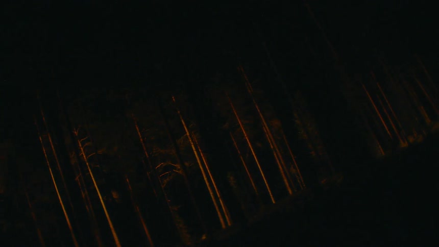 The lights are flashing on the forest