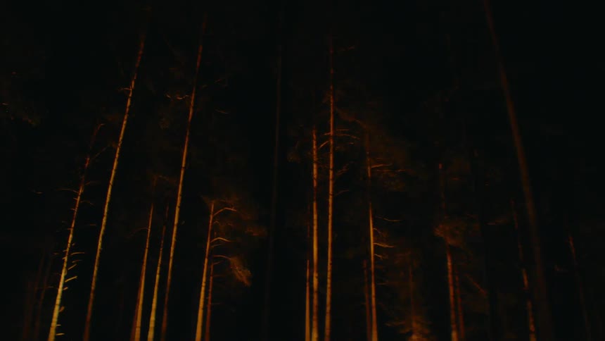 Thin trees in a forest at night time with a light flashing on their trunks