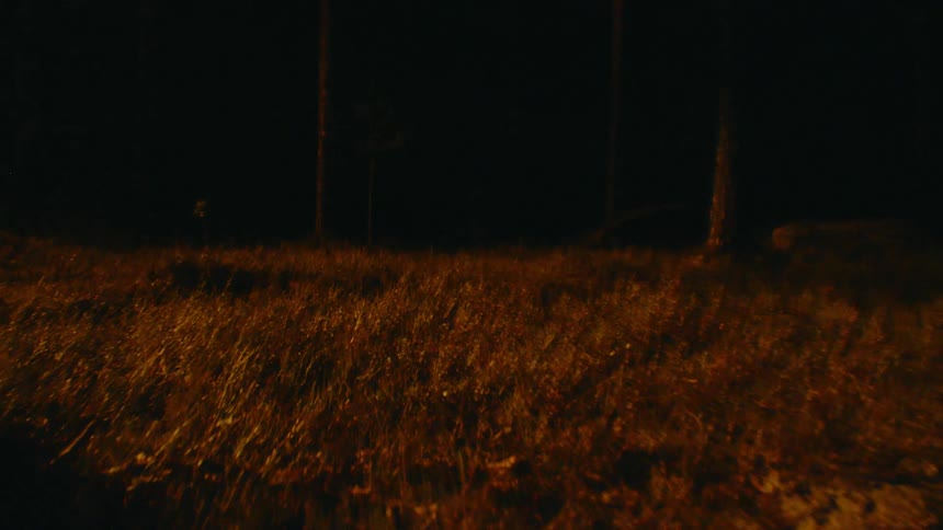 A forest at night with a light casting shadows on the ground