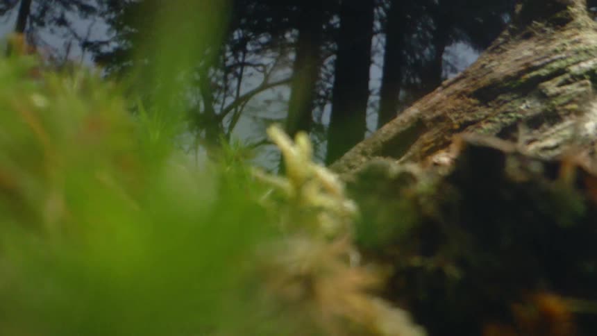 Pine needles on a tree in a forest