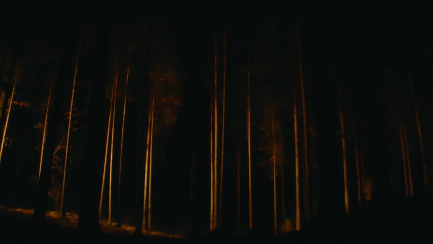 Lights shining on tall forest trees in the dark at night