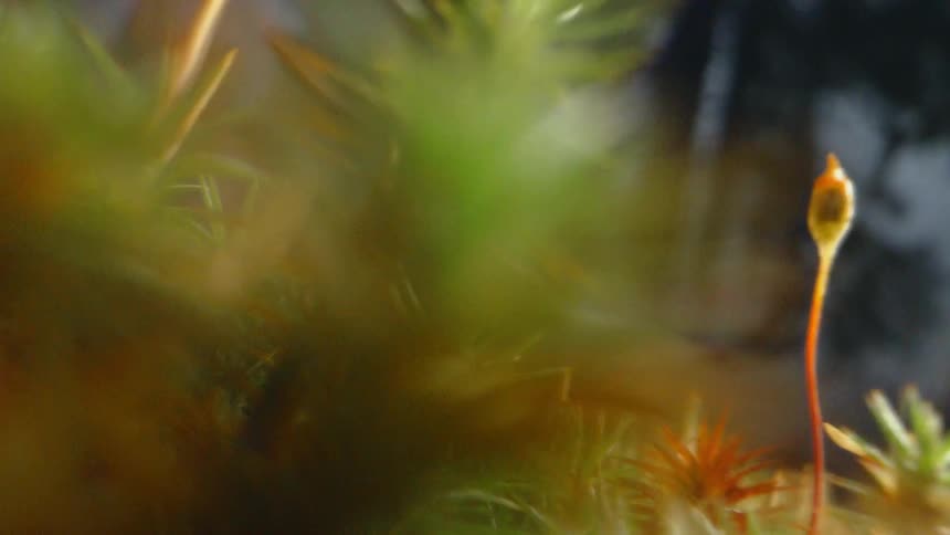 A close up view of leaves on trees outdoors