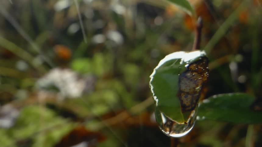 A droplet of water falls from a leaf of a plant in a forest during the day while it rains