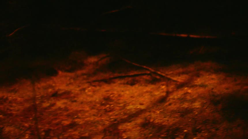 A forest floor with grass and twigs