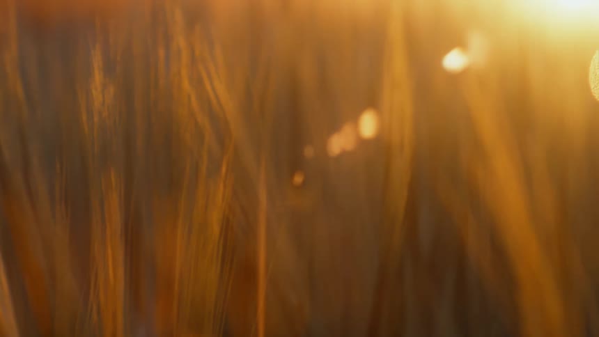 A field of barley at sunset