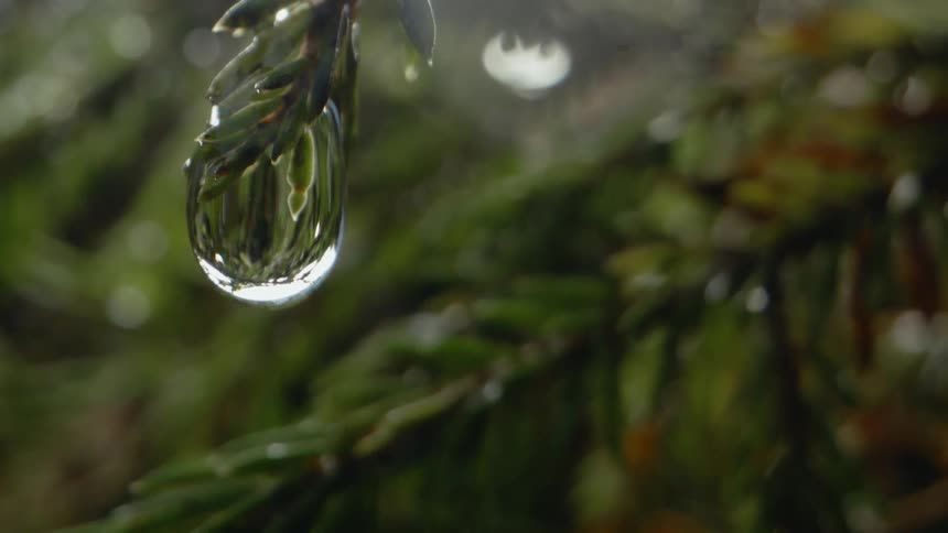 A droplet of water falls from a branch on a tree outdoors during the day