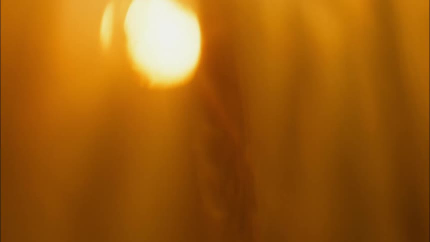 The sun shines through the field of wheat