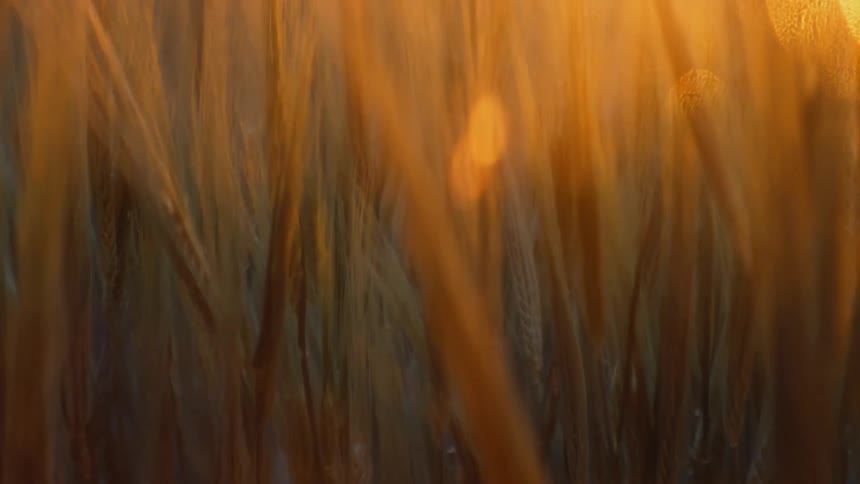 Close up of wheat stalks on a field at sunset
