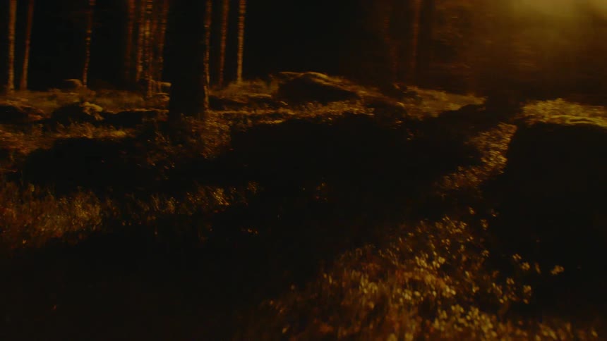 A view of a forest at night with flashing light