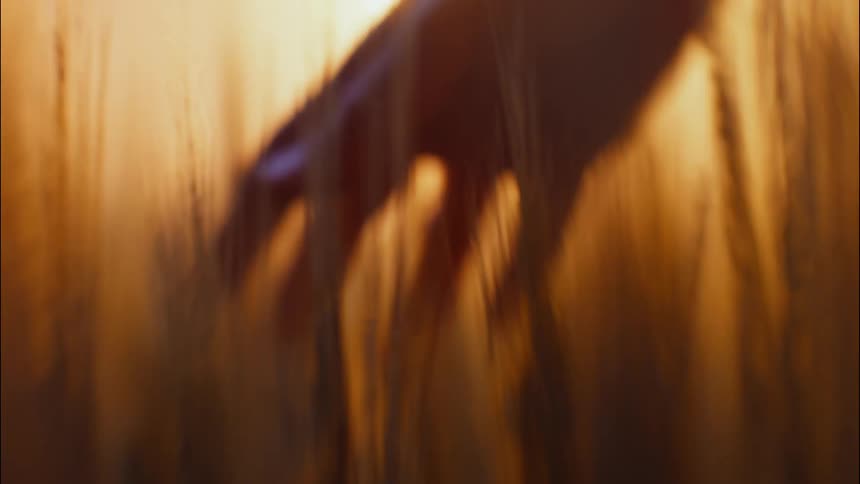 A hand moving around in golden stalks of grass outdoors during the day