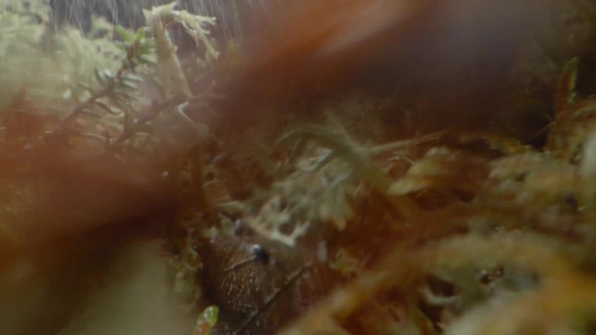 Rain falling over the moss in the forest floor