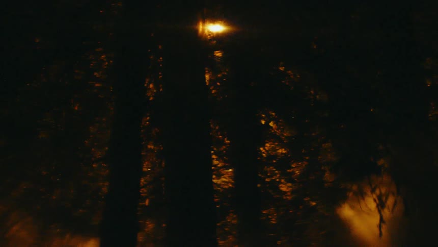 The sun shines through smoke in the forest with silhouetted trees