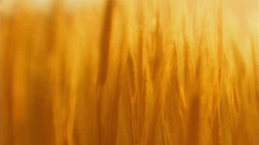 Golden stalks of wheat sway in the wind