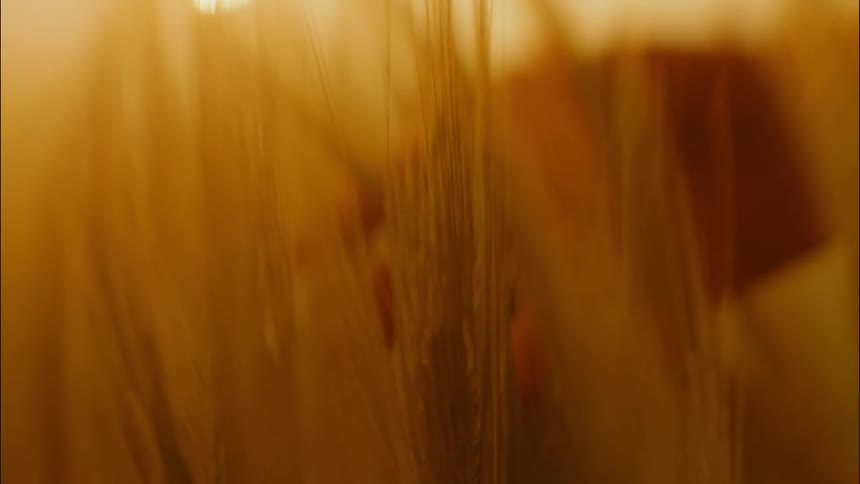 Person runs hand through golden stalks of wheat