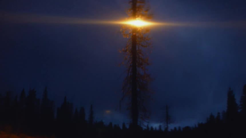 A light floating in the sky shines from behind the top of a tree in a forest at night