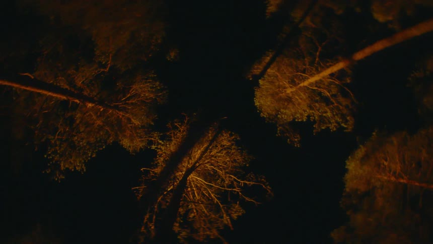 Trees with leaves at night