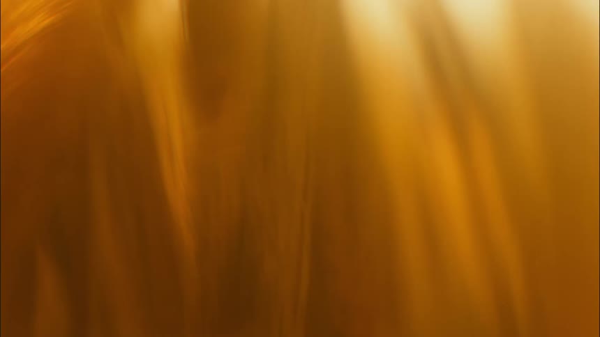 Close up of wheat stalks on a field under the sunset sunlight