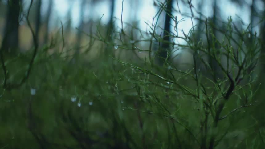 Dewdrops on vegetation on a forest floor
