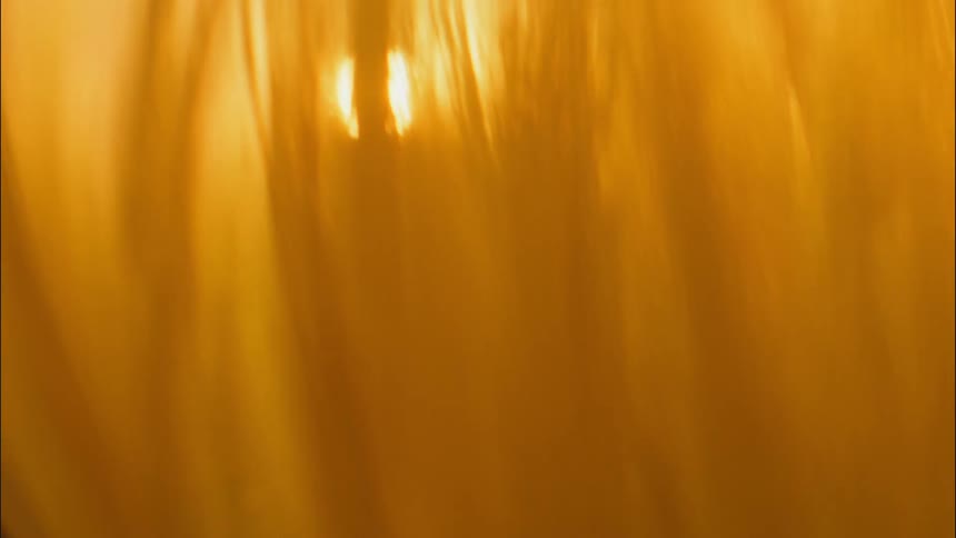 Light shining down on wheat in a field