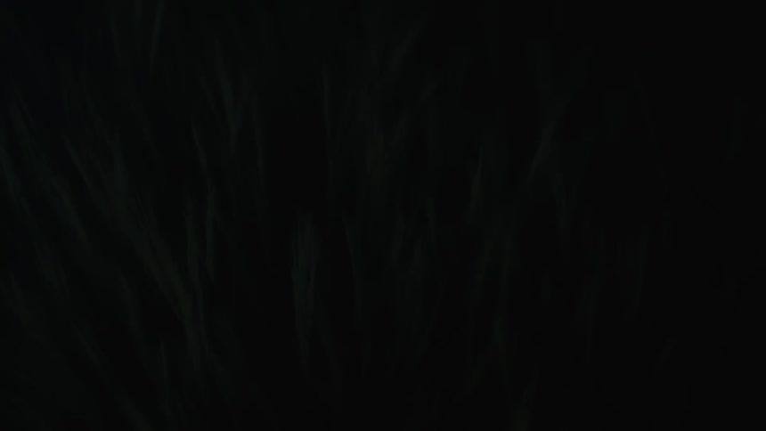 Lightning flashes on the wheat field at night