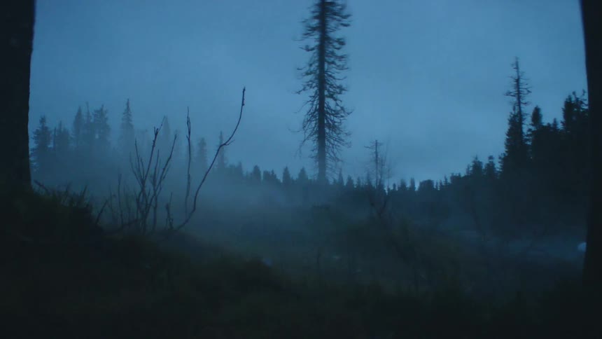 Silhouette of a single solitary tree on a grove in the misty forest