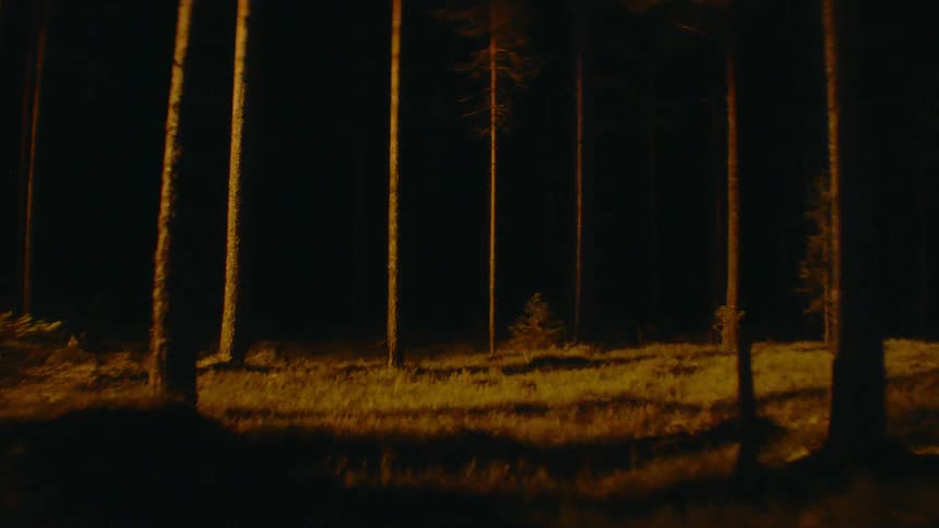Lights shining on forest trees in the dark