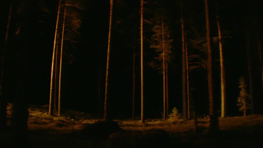 Yellow lights eerily shining over the tree trunks on a forest at night
