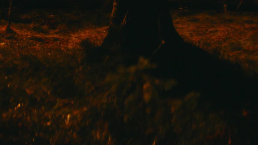 The base of a tree in a dark forest at night