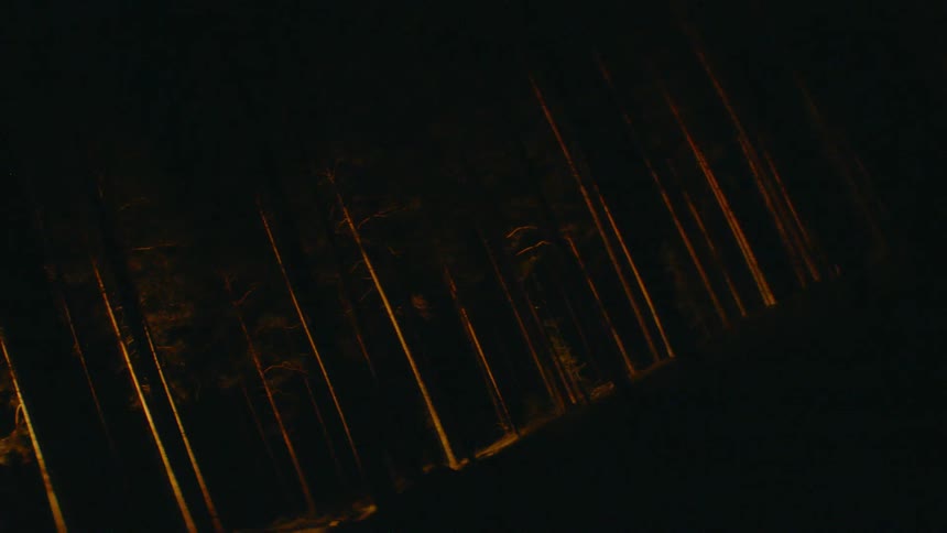 A forest with grass and trees branches and stumps