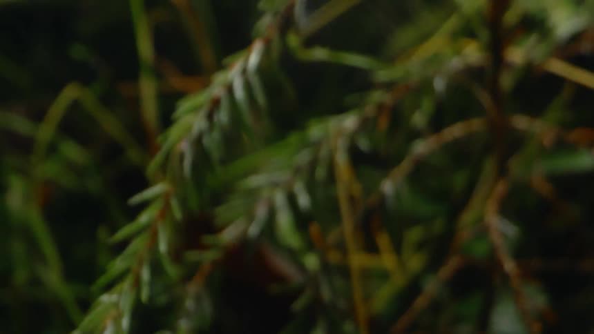 A view of leaves on plants outdoors
