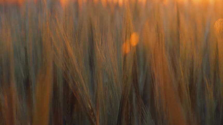 A view of grass at sunset