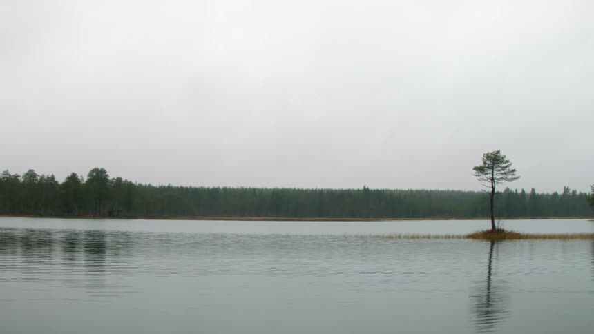 A lake during the day with a forest in the distance and a small tree on a division of land