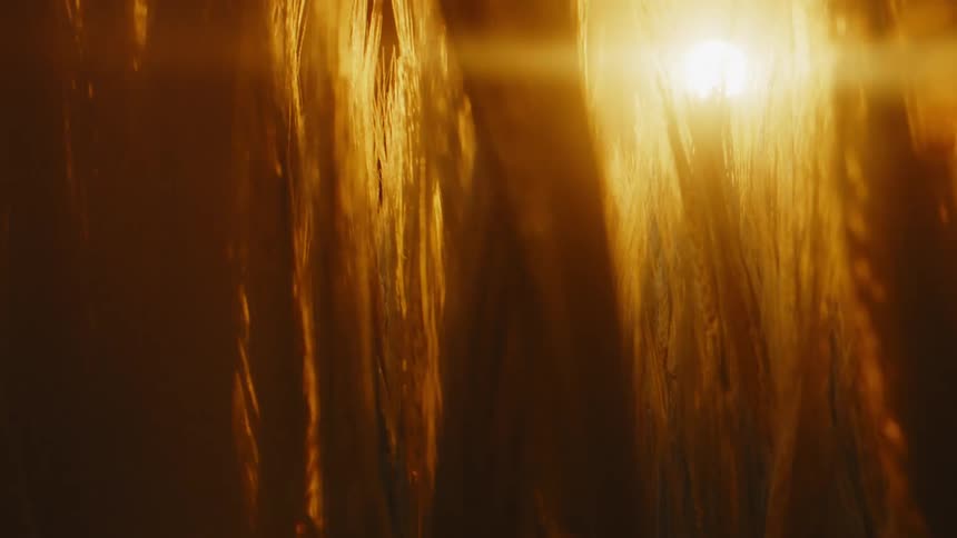 Golden stalks of grass in a field with sunlight peering through
