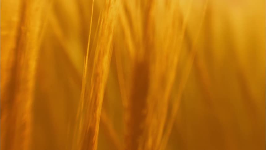 A grassy plain with wheatgrass