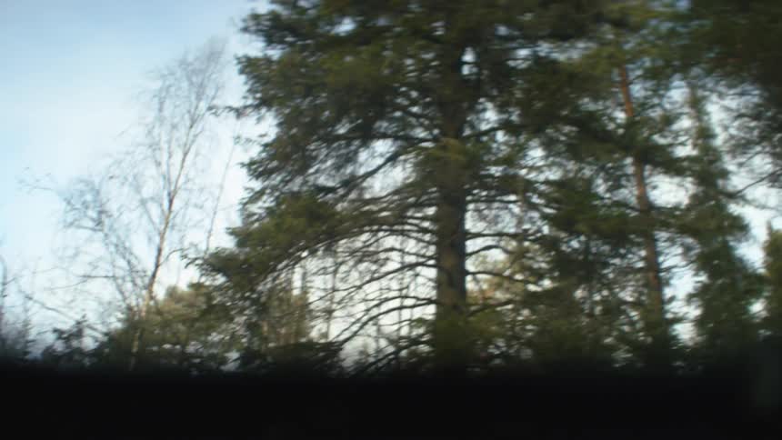 Waves splashing in front of trees in a forest