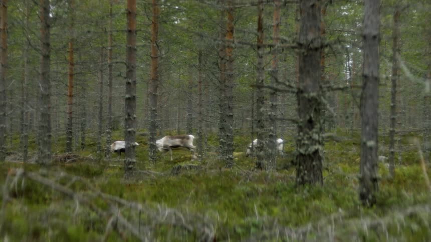 Herd of elks walking and grazing on a forest