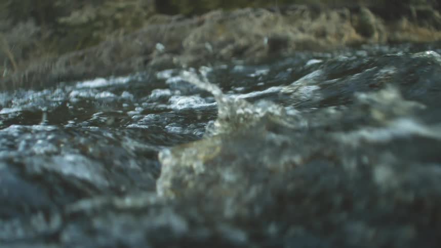 Animal swimming in water