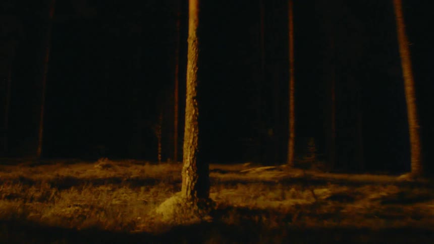 Eerie yellow light reflection on tree trunks in a forest at night