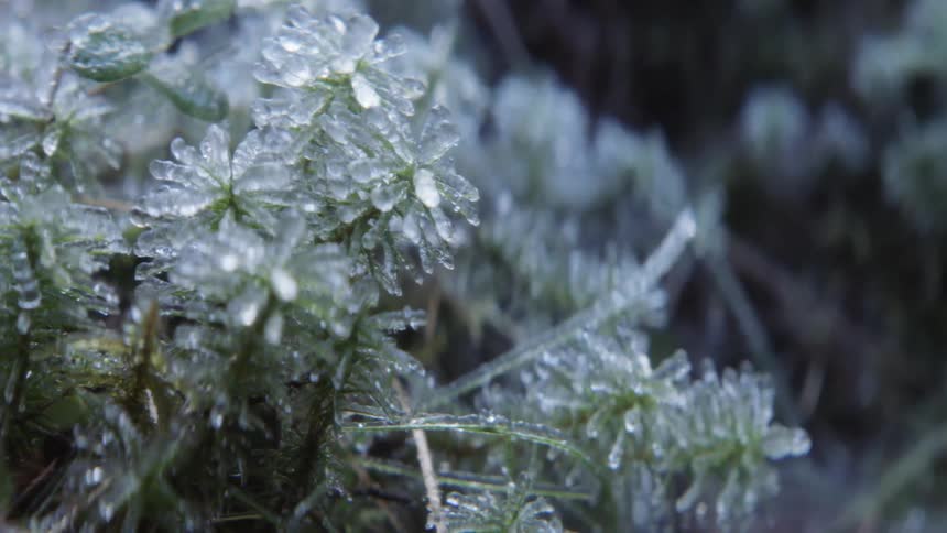 Ice encrusts each small leaf on plant