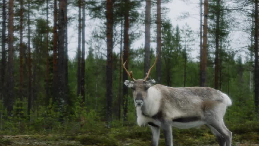 An elk stands near a fallen tree in the forest