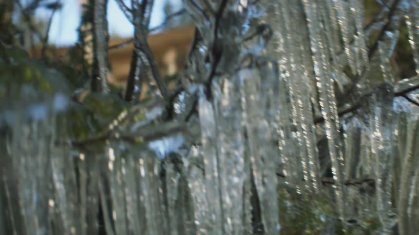 Tree covered in ice