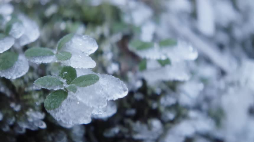 Ice on a plant outdoors